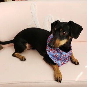 Meet your Posher, Holly